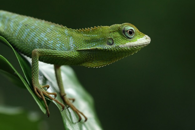 businesses should adapt like a chameleon