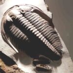 Hmns2